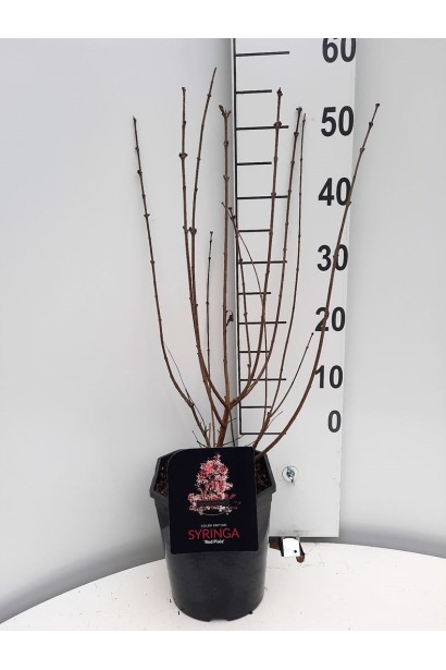 Саджанець бузка меєра Ред Піксі